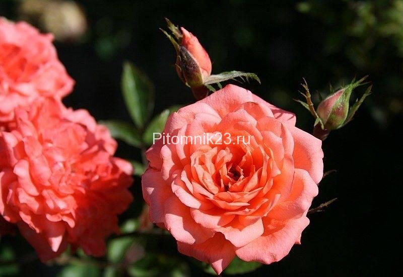 Саженцы миниатюрной розы Angela Rippon (Анжела Риппон)