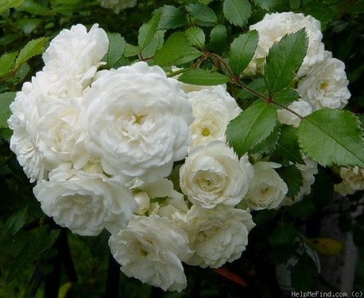 Саженцы роз Alba meidiland (альба мейдилан)