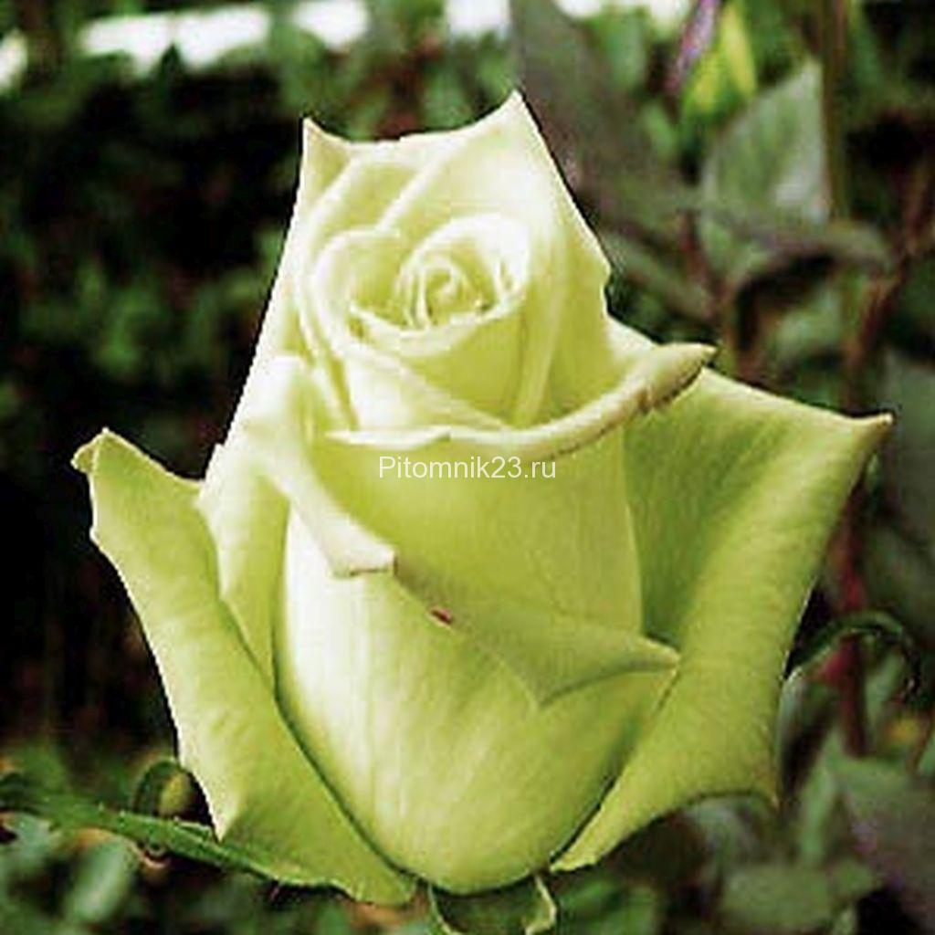 Саженцы чайно-гибридной розы Армандина (Amandine)