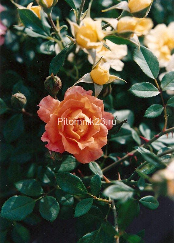 Саженцы миниатюрной розы Apricot Sunblaze (Эприкот Санблейз)