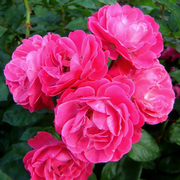 Саженцы роз Bordure Magenta (Бордюр Маджента)