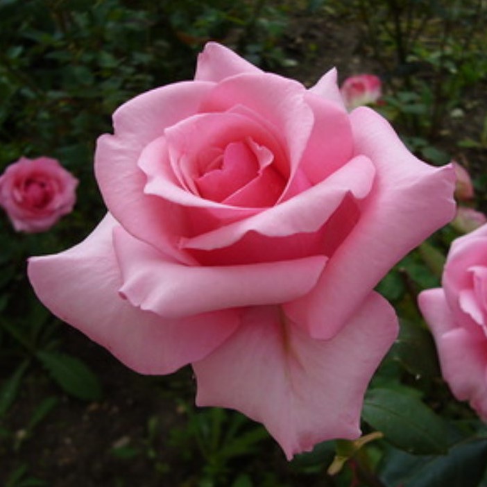 Саженцы роз Carina (Карина)