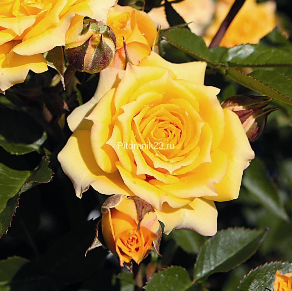 Саженцы розы спрей Еллоу Клементин (Yellow Clementine)