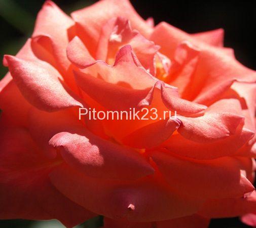 Саженцы чайно-гибридной розы Коника (Conica)