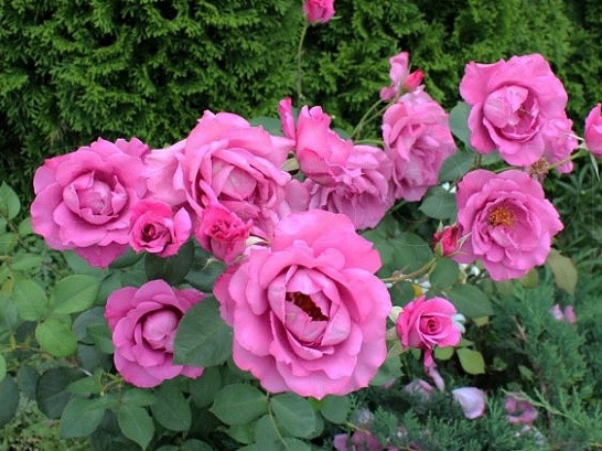 Саженцы роз Deutshe welle (дойче велле)