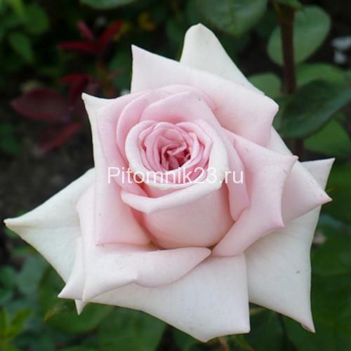 Саженцы чайно-гибридной розы Эмма де Мейян (Emma de Meilland)