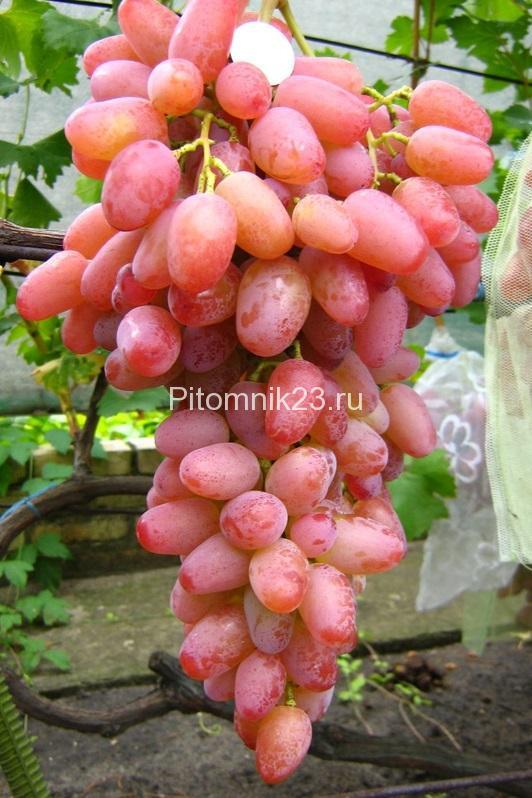 Саженцы винограда Гелиос (Розовая Аркадия)