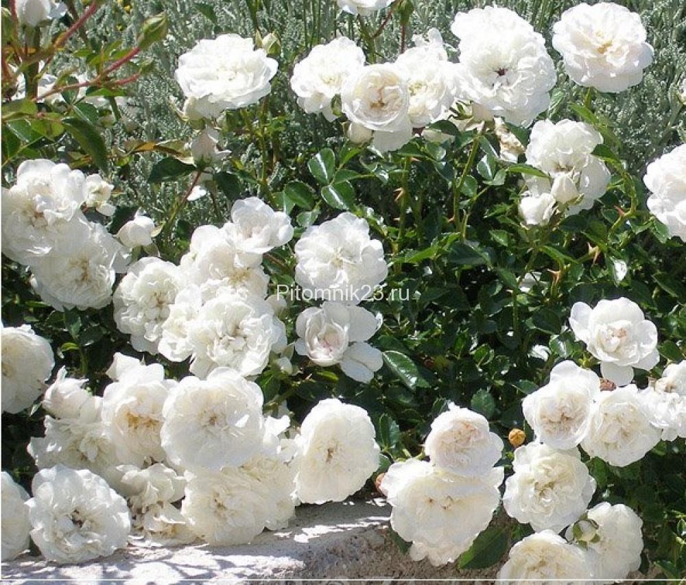 Саженцы розы спрей Вайт Джем (White Jem)