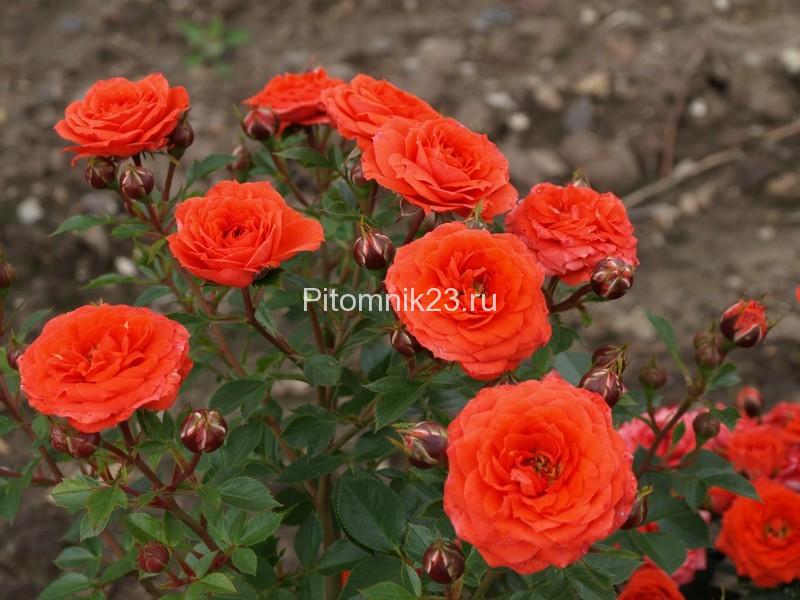 Саженцы миниатюрной розы Orange Juwel (Оранж Джувел)