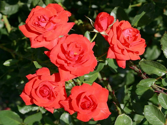Саженцы роз Kordes brillant (кордес бриллиант)