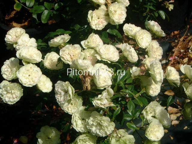 Саженцы миниатюрной розы Green Ice (Грин Айс)