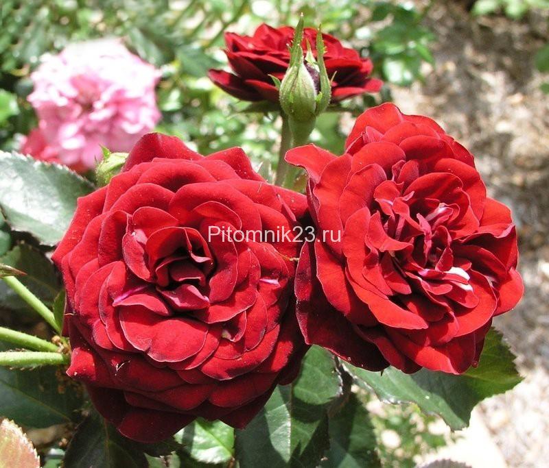 Саженцы розы спрей Лавалглют (Lavaglut)