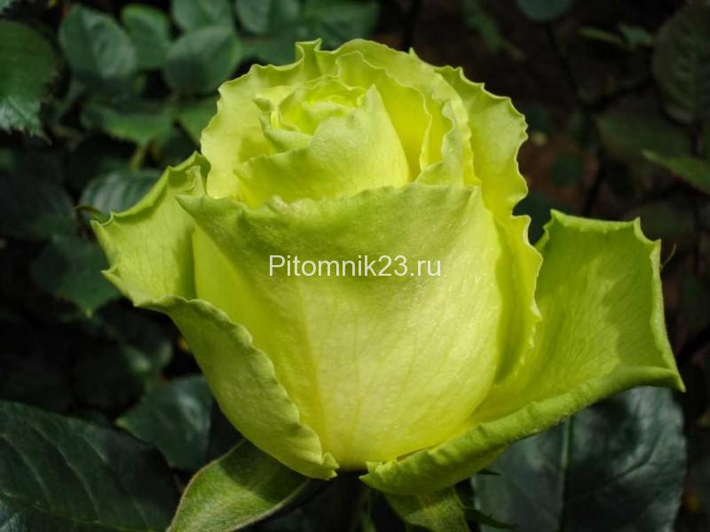 Саженцы чайно-гибридной розы Лимбо (Limbo)