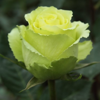 Саженцы роз Green & Yellow (Грин Еллоу)