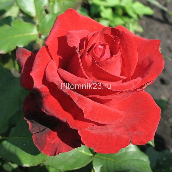 Саженцы чайно-гибридной розы Лавли Ред (Lovely Red)