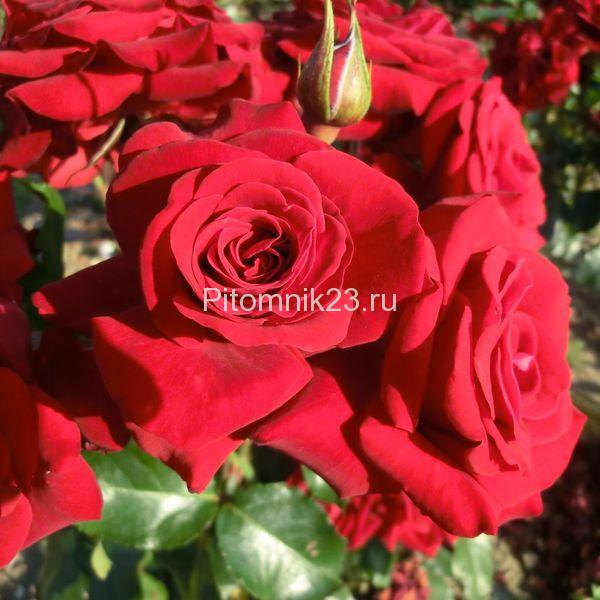 Саженцы розы спрей Любекер Ротспон (Lubecker Rotspon)