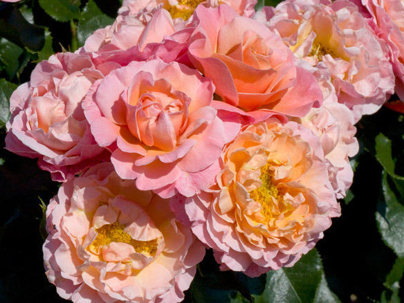 Саженцы роз Marie curie (мари кюри)