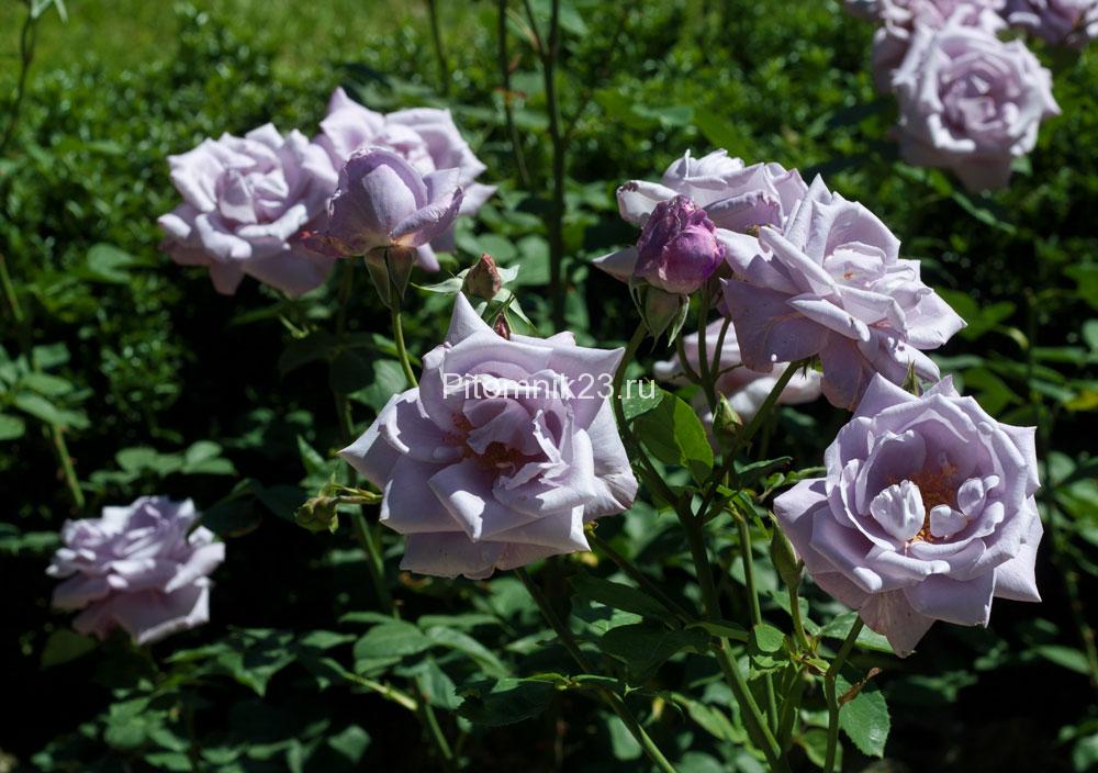 Саженцы чайно-гибридной розы Блю Найл (Blue Nile)