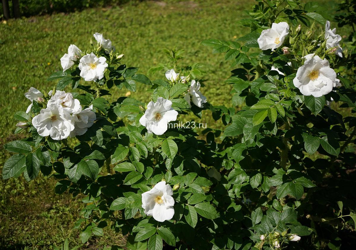 Саженцы английской парковой розы Парсли