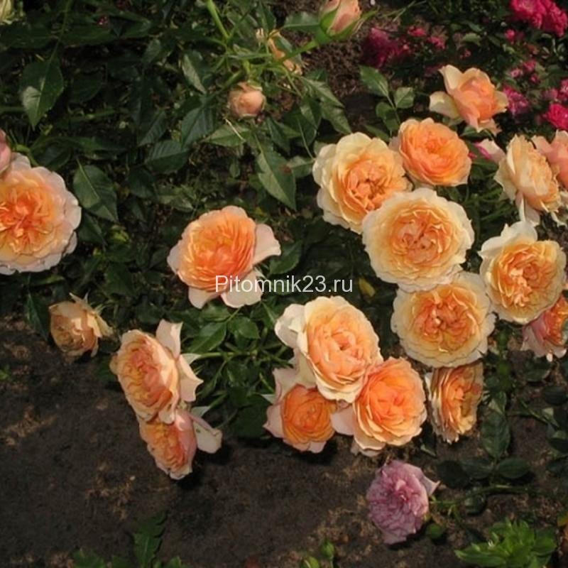 Саженцы миниатюрной розы Peach Meillandina (Пич Мейландина)