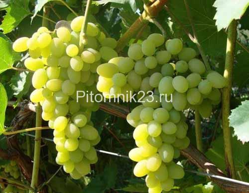 Саженцы винограда Плевен
