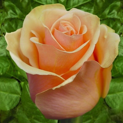 Саженцы роз Prima Donna (Примадонна)