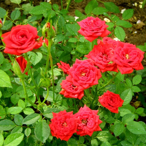 Саженцы роз Red Sunblaze (Ред Санблейз)