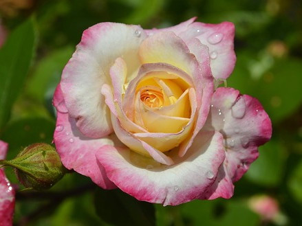 Саженцы роз Royal minueto (роял минуэто)