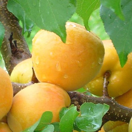 Саженцы абрикоса Шалах