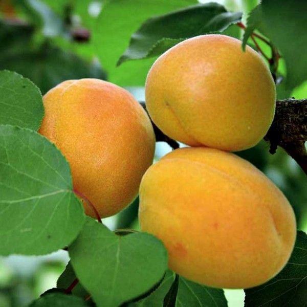 Саженцы абрикоса Жигулевский Сувенир