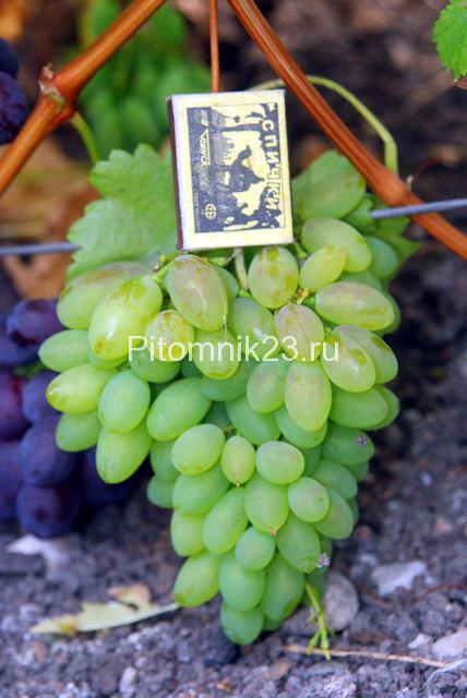 Саженцы винограда Тимур