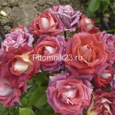 Саженцы розы спрей Тирамиссу (Tiramisu)