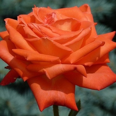 Саженцы роз Vinichar (Виничар)