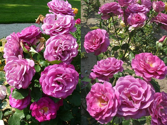 Саженцы роз Violette parfumee (виолет парфюм)