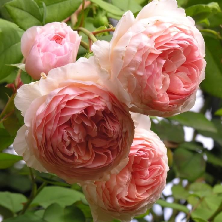 Саженцы роз William Morris (Уильям Моррис)
