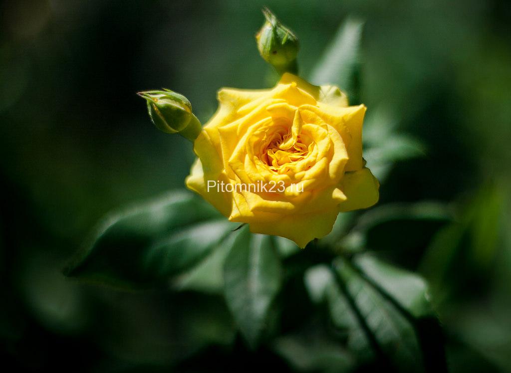 Саженцы розы спрей Еллоу Евелин (Yellow Eveline)