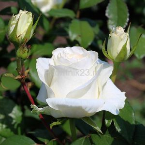 Саженцы роз Anastasia (Анастасия)