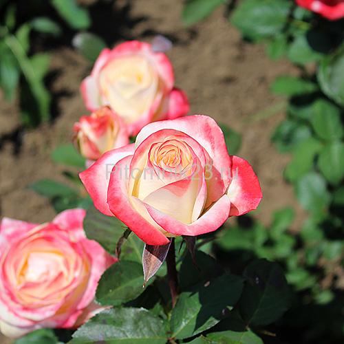 Саженцы розы Бела Перла (Bella Perla)