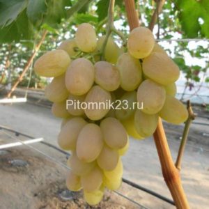 Саженцы винограда Богатяновский