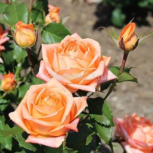 Саженцы розы Eldorado (Эльдорадо)
