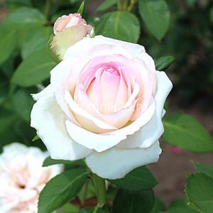 Саженцы чайно-гибридной розы Эмма де Мейян (Emma de Meilland)
