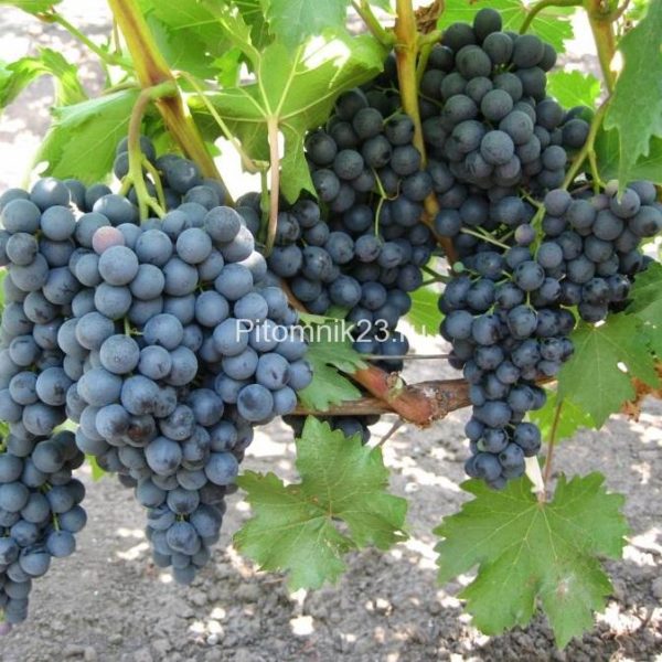 Саженцы винограда Кишмиш Черный Изумруд