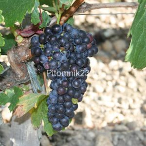 Саженцы винограда Каберне-Совиньон