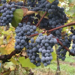 Саженцы винограда Кишмиш Аттика