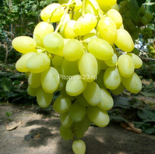 Саженцы винограда Ландыш