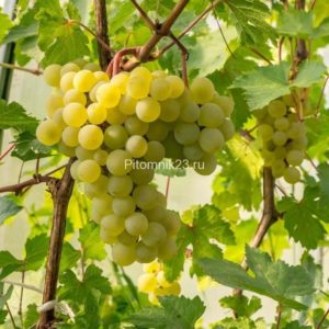 Саженцы винограда Мускат Албэ