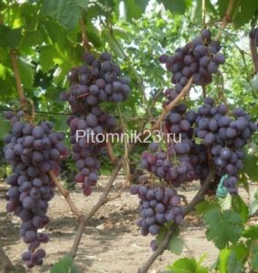 Саженцы винограда Мускат Новошахтинский