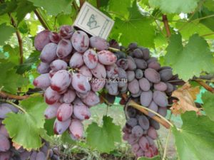 Саженцы винограда Придорожный