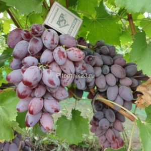 Саженцы винограда Придорожный