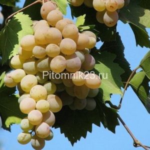 Саженцы винограда Бианка